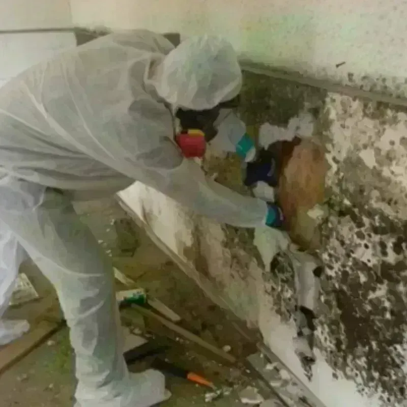 Mold Remediation and Removal in Country Club, FL